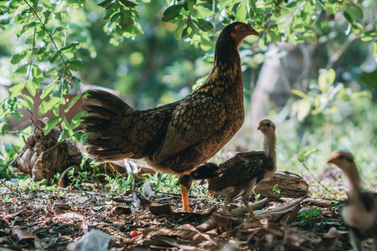 Gastroenteritis in Chickens: How to Spot the Symptoms