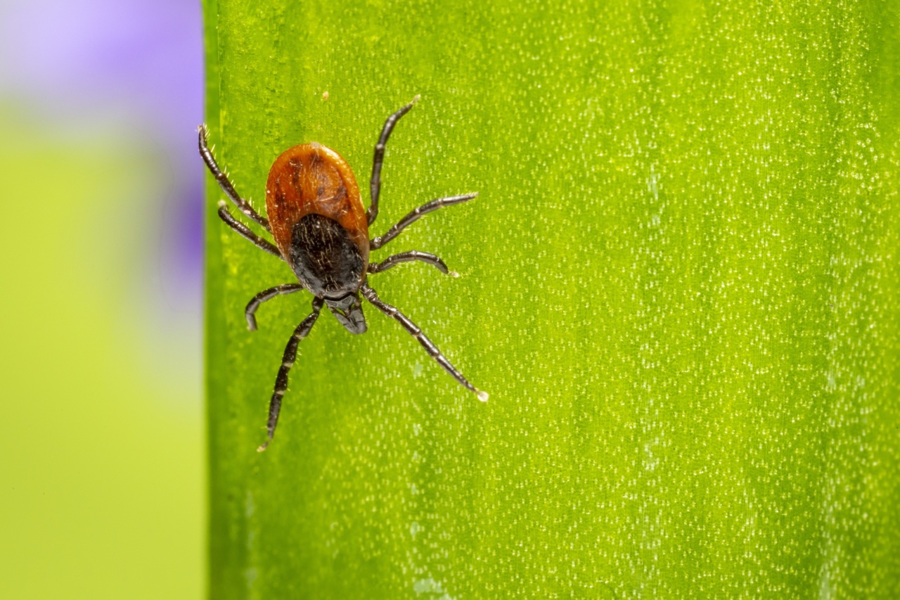 Ticks and Fleas: Eliminating Your Dog’s Parasites