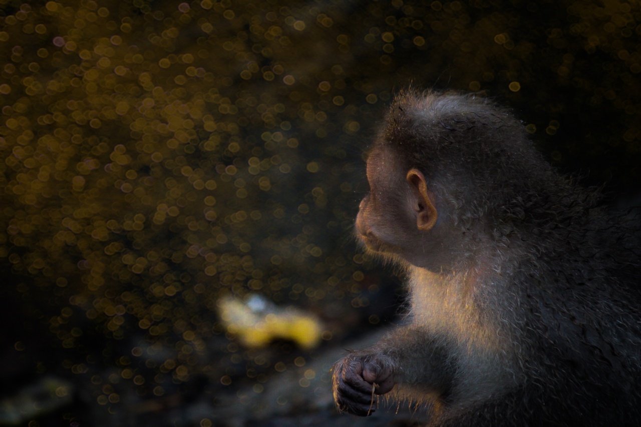Unlocking the Mysteries of Monkey Smallpox