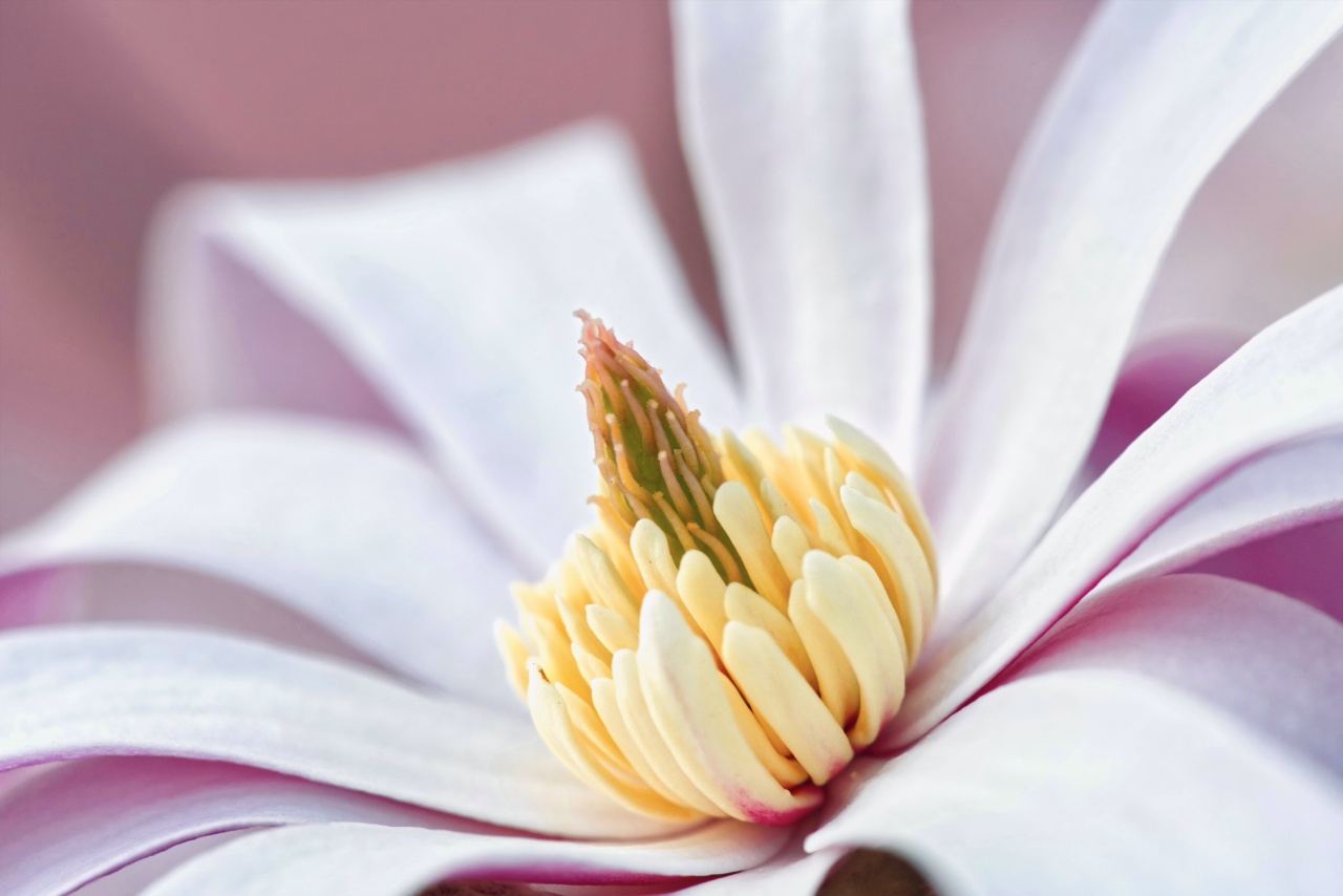 Controlling Spring Allergies with Immunotherapy