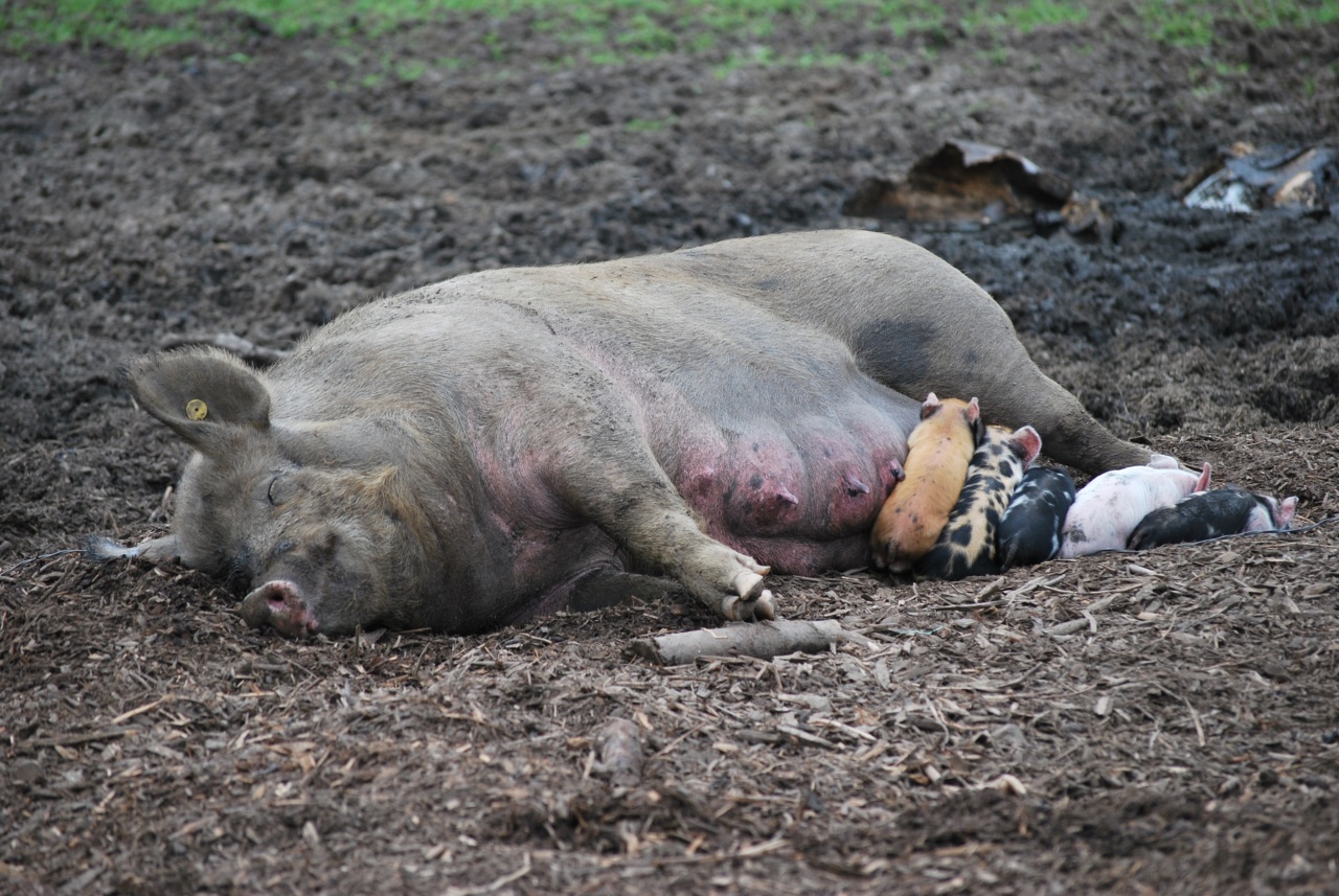 Germany: The African Pig Farm