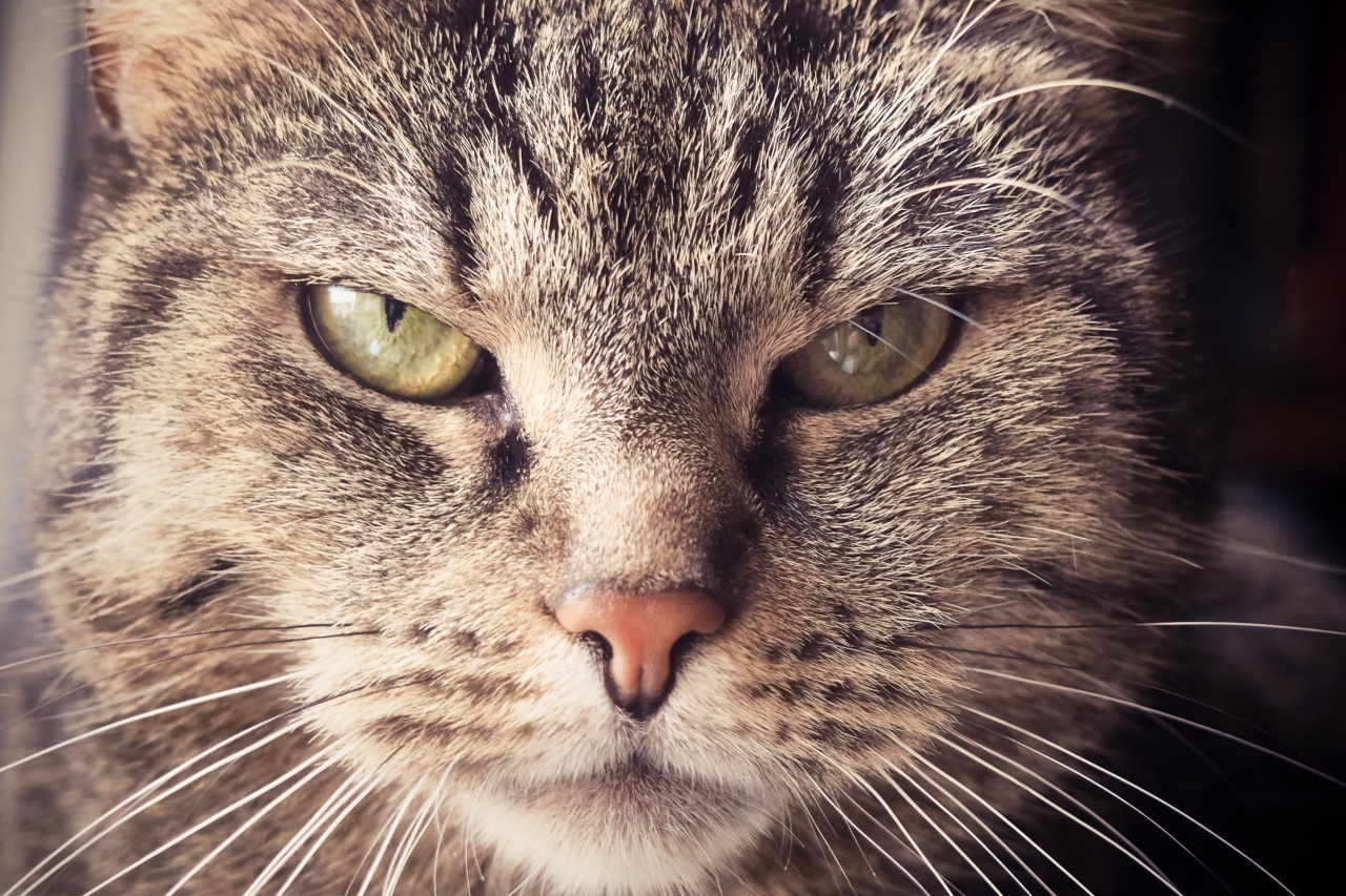 World Animal Day: It’s time to face the harsh reality