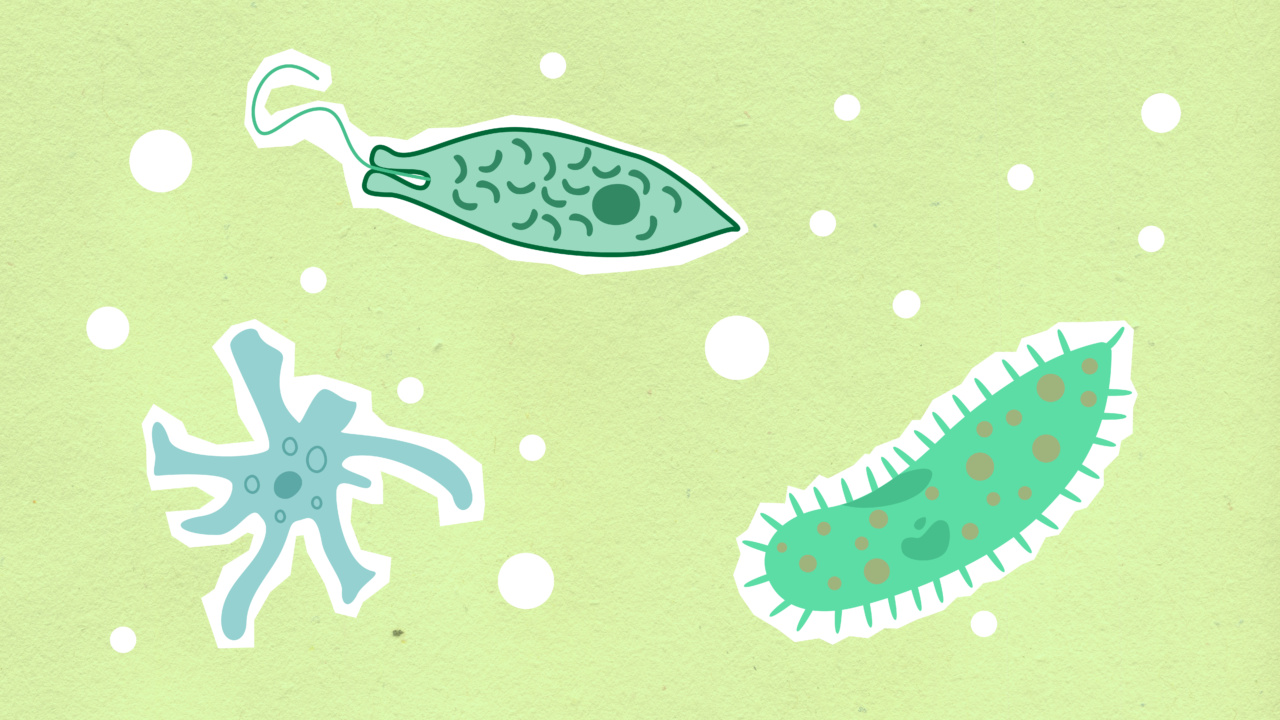 Visualizing Antigenic Changes for Cell Regeneration