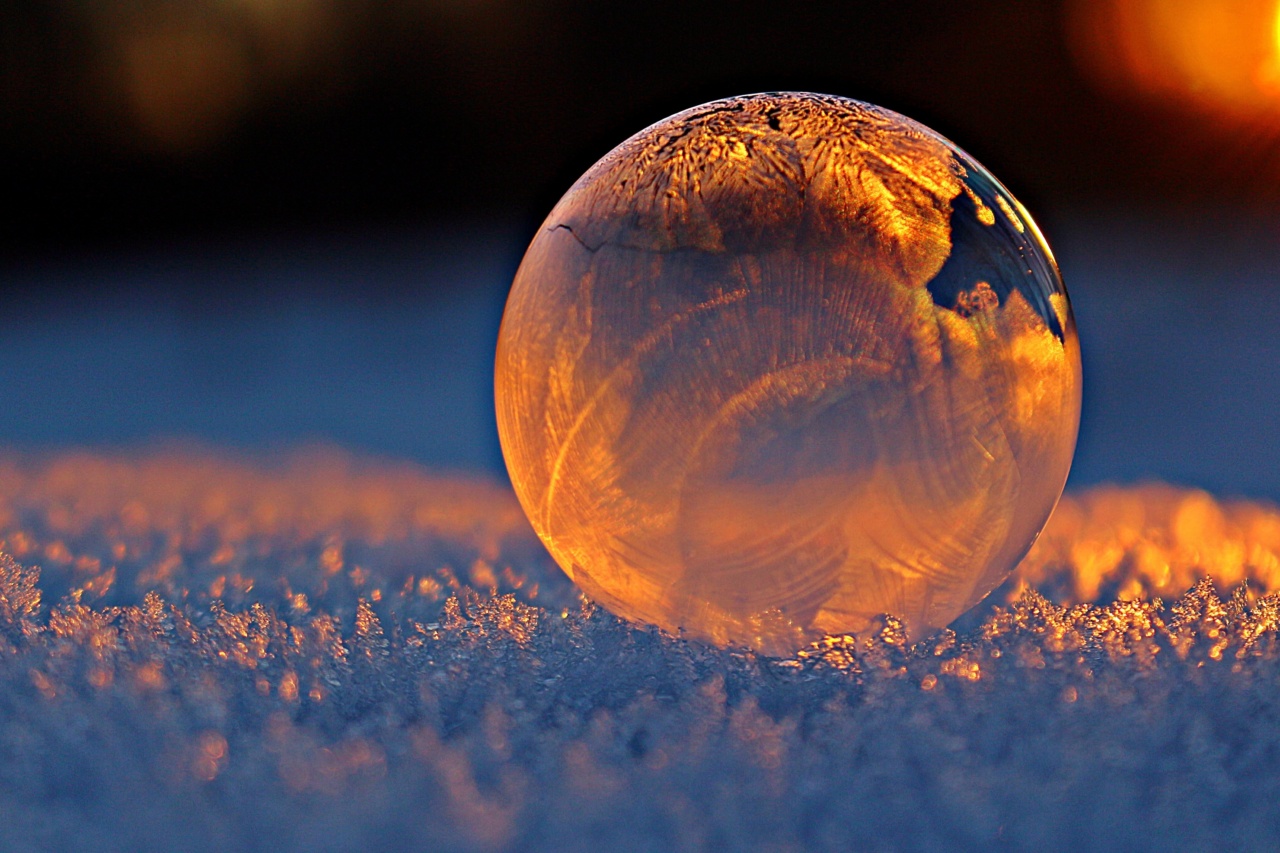 The icy sphere bewildered the canine