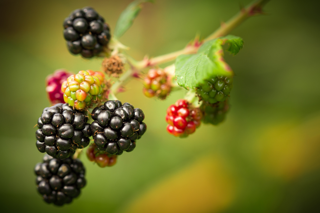 Paste Flora with Blackberry Jam