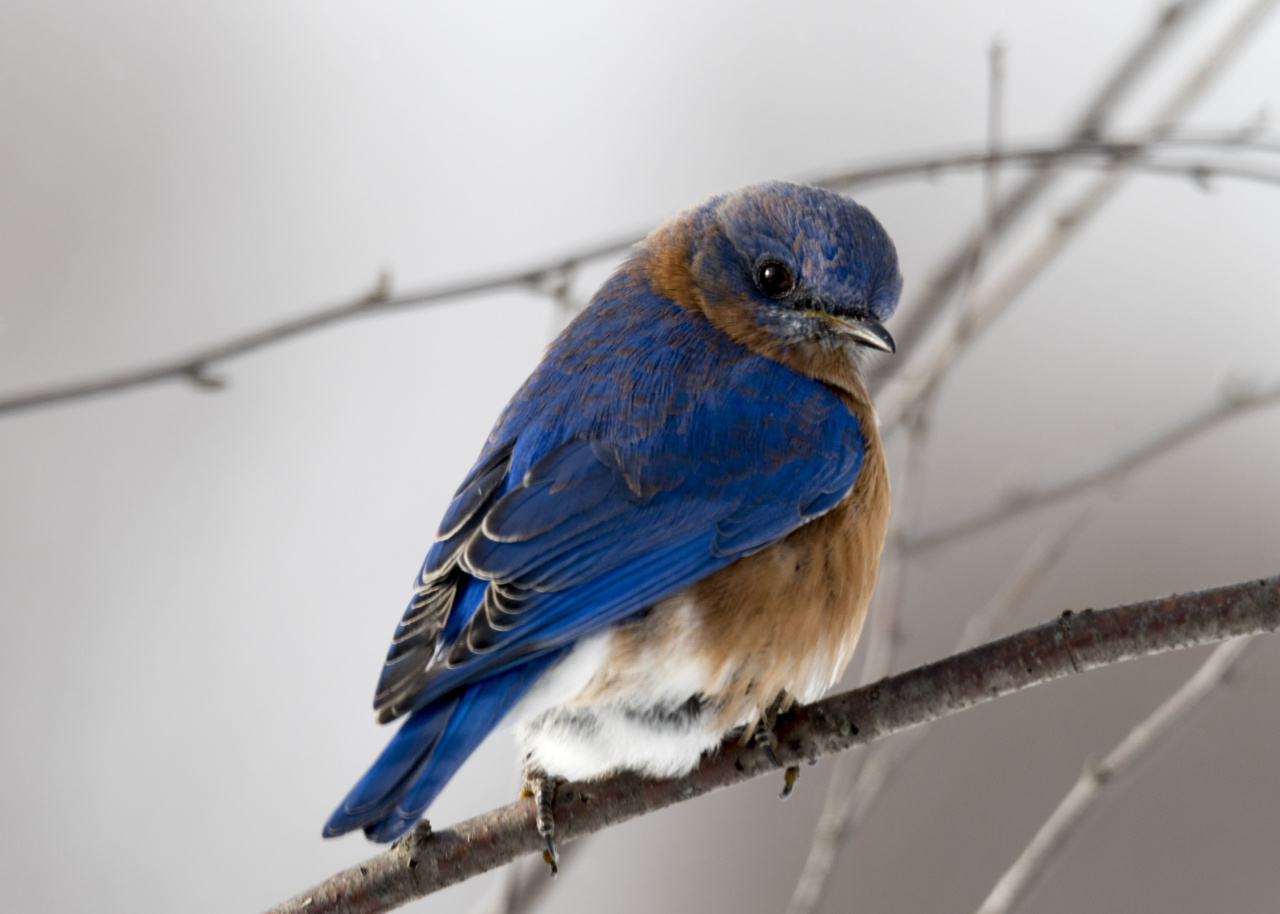 The Flight of Heart Wings: Investigating the Possible Causes