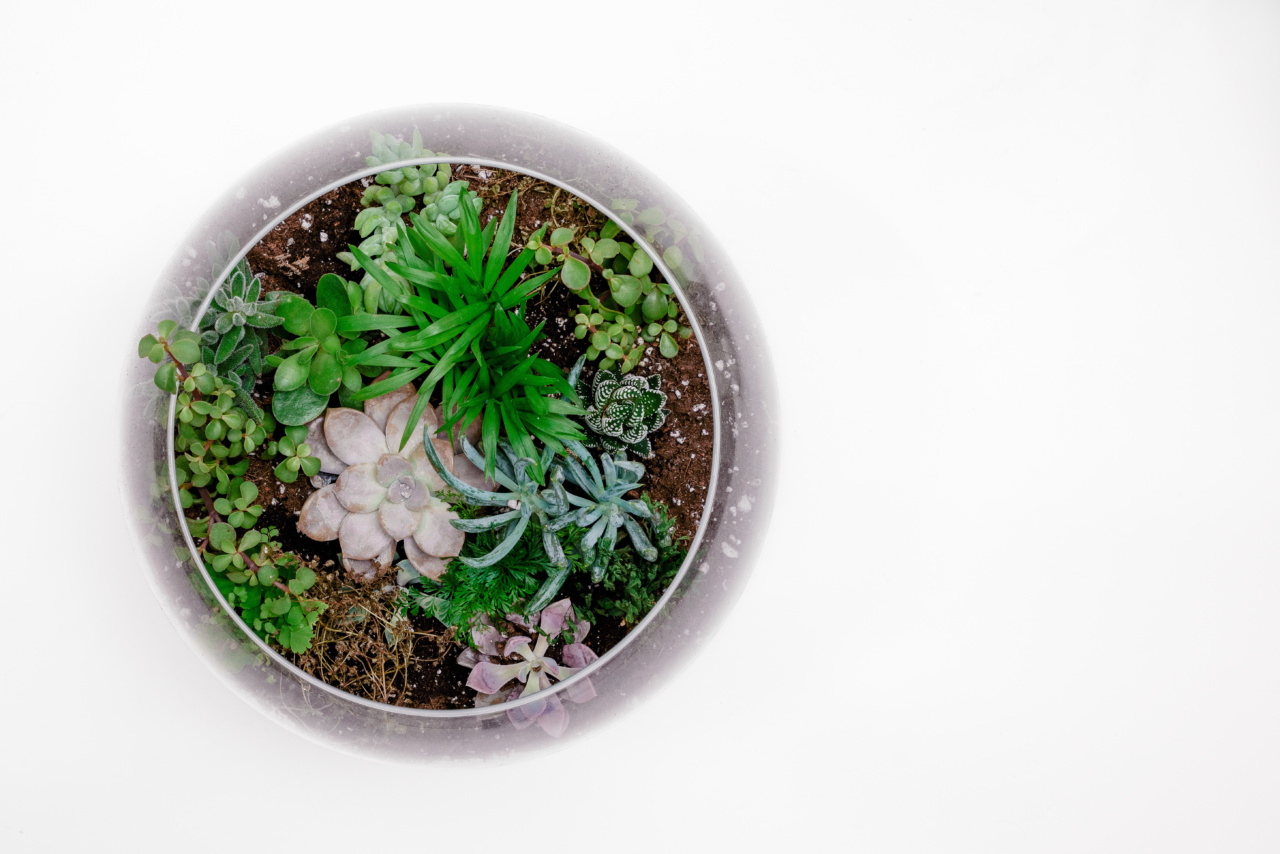 Unlock the secrets of spice medicine