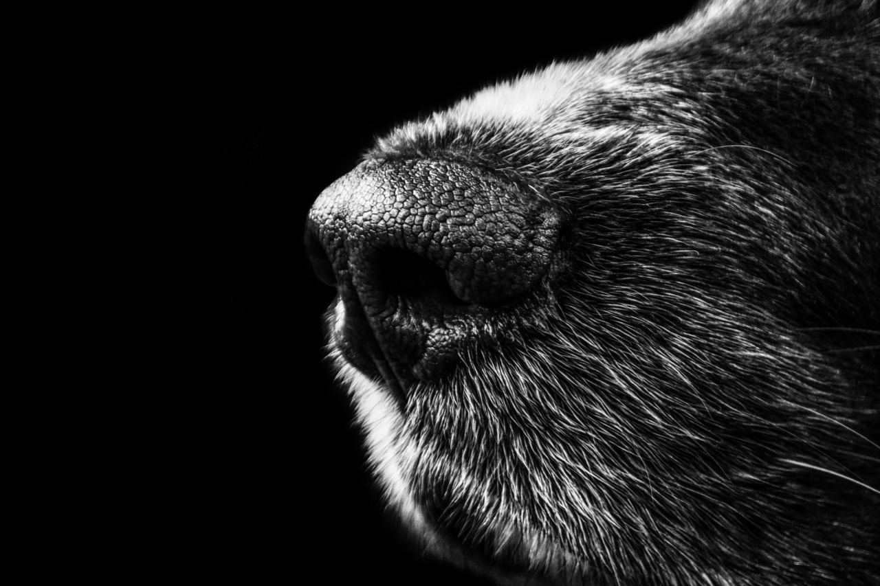 Resources for black noses