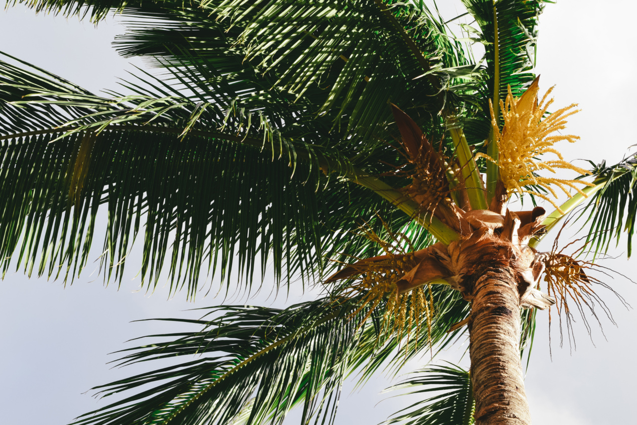 Why Coconut Oil is a Must-Have in Your Life