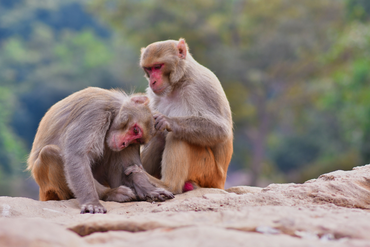 Monkey Scratches and Encephalitis: A Surprising Connection