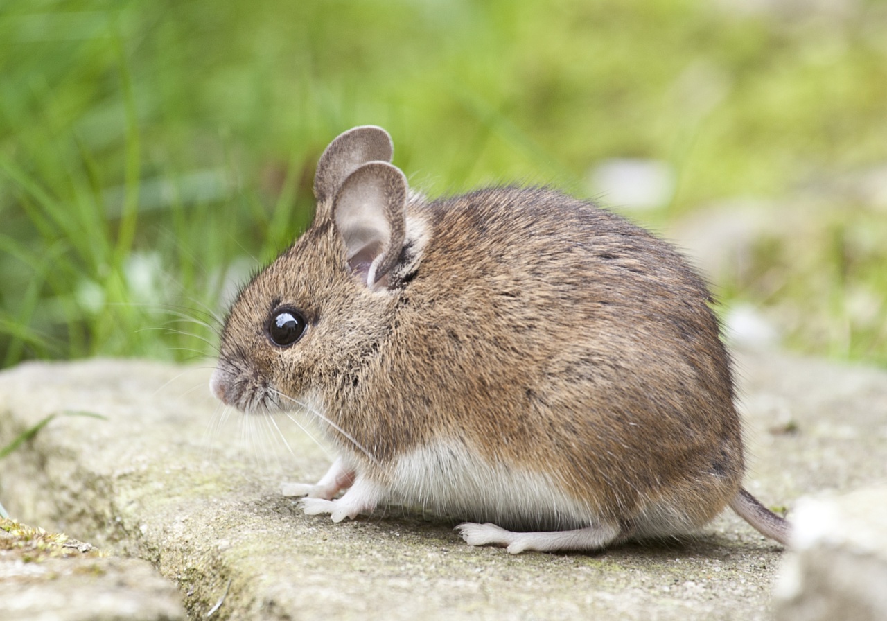 Pest Invasion: 9 Gut Symptoms to Identify