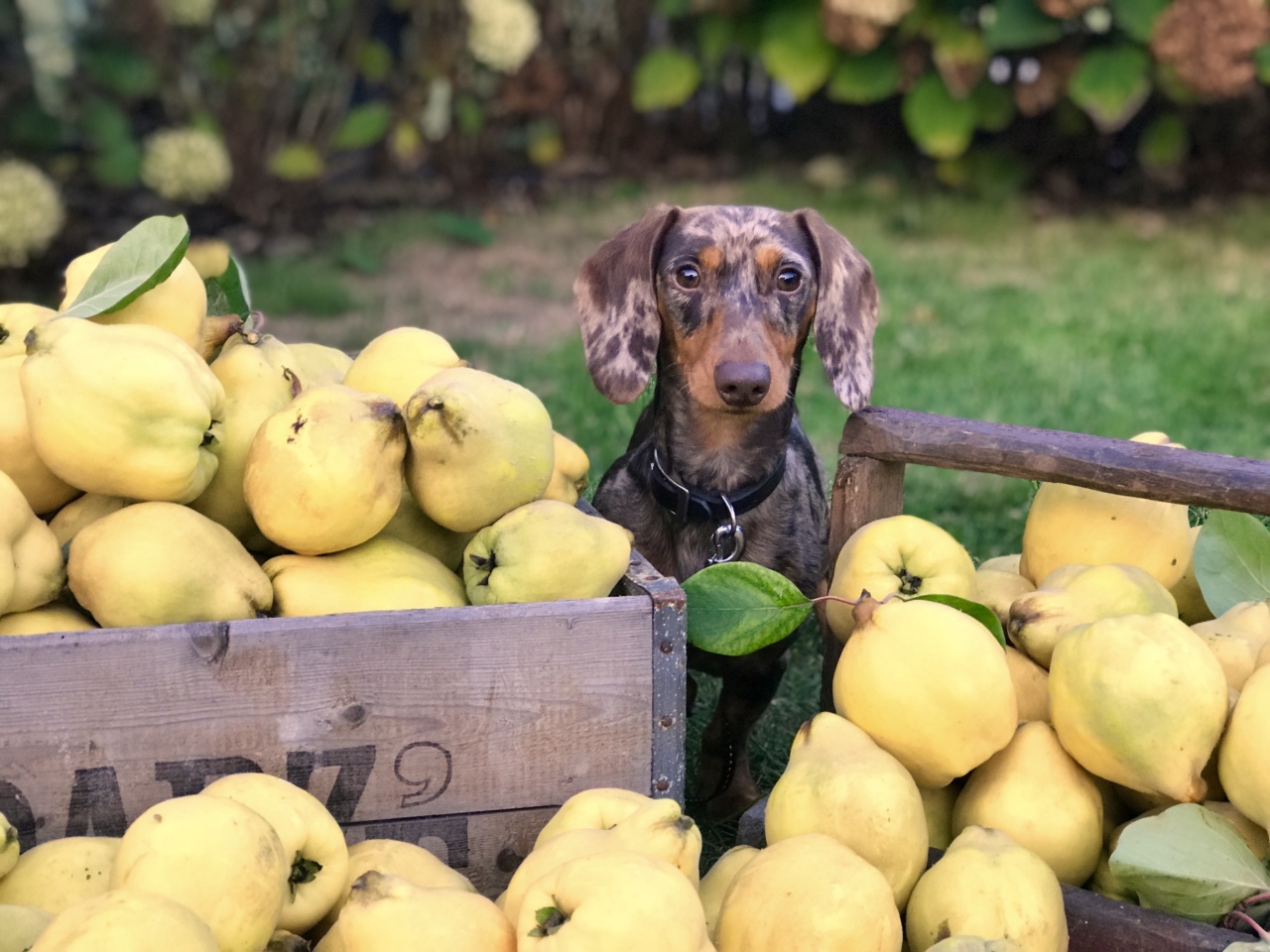 Offering fruit to my dog
