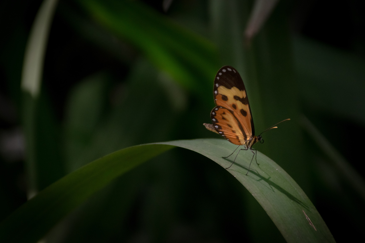 The Butterfly Effect on Your Health