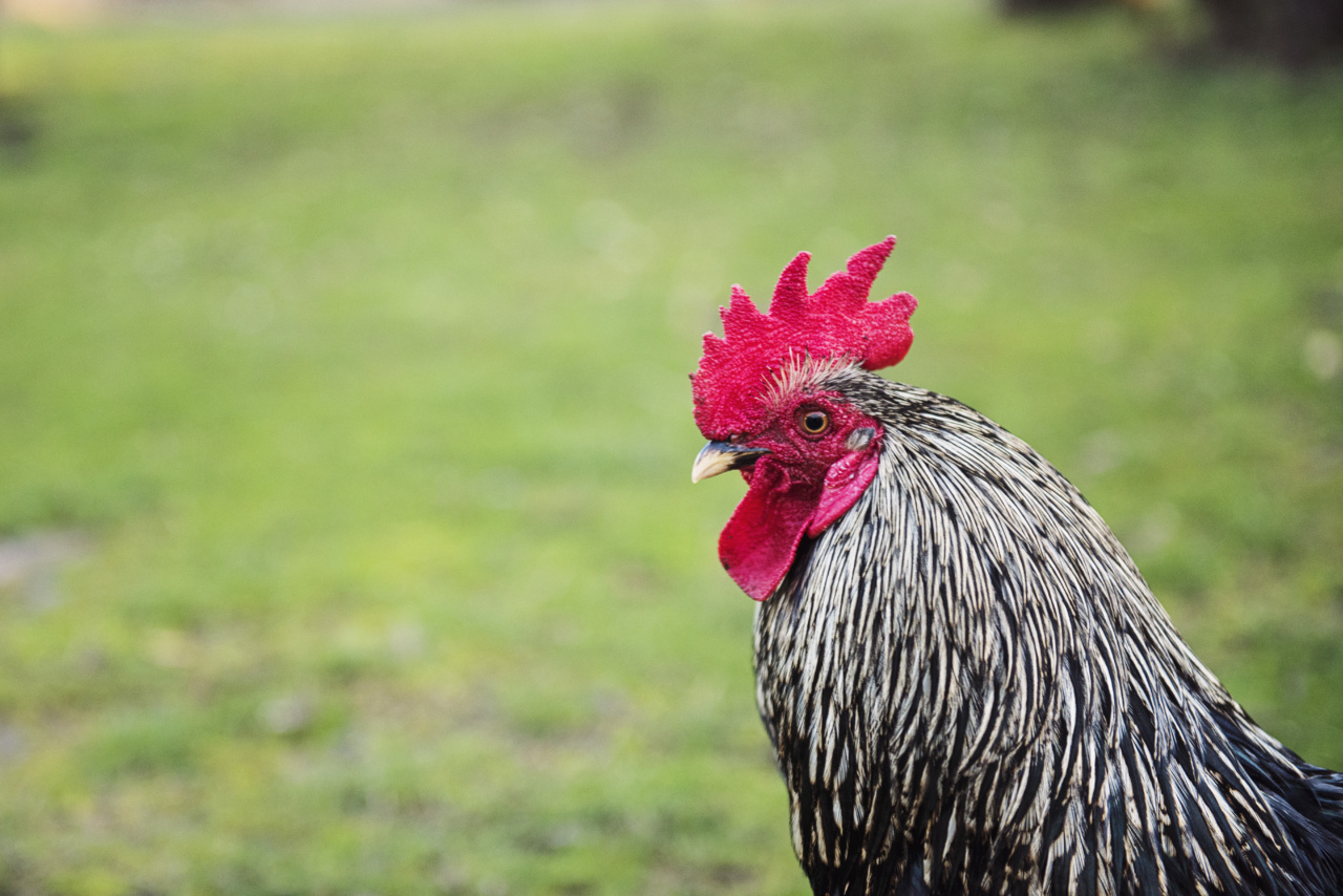 From the Farm to the Field: How Chicken Enhances Athleticism