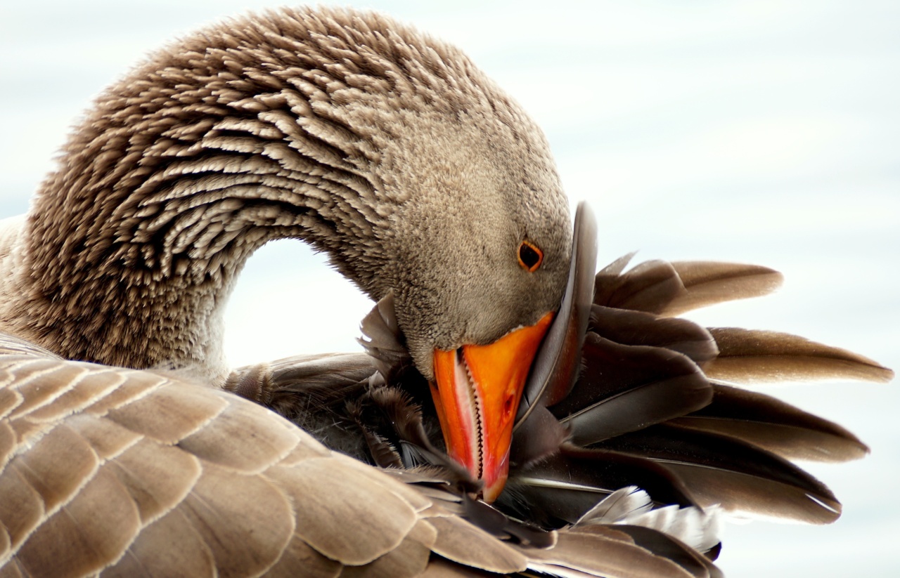 Diet tips: Duck or goose?
