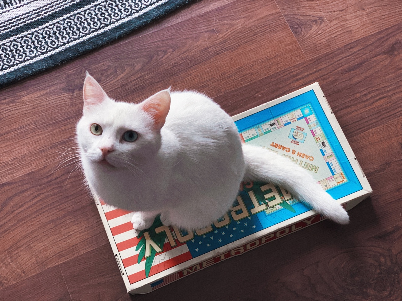 Did you have a feline friend growing up?