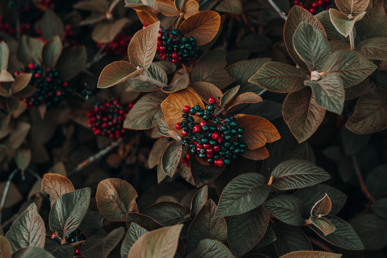 Don’t Fall for These 7 Fruit Myths