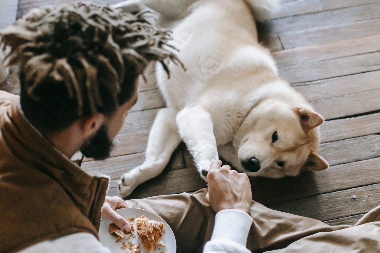 Dog: Foods to Feed and Avoid