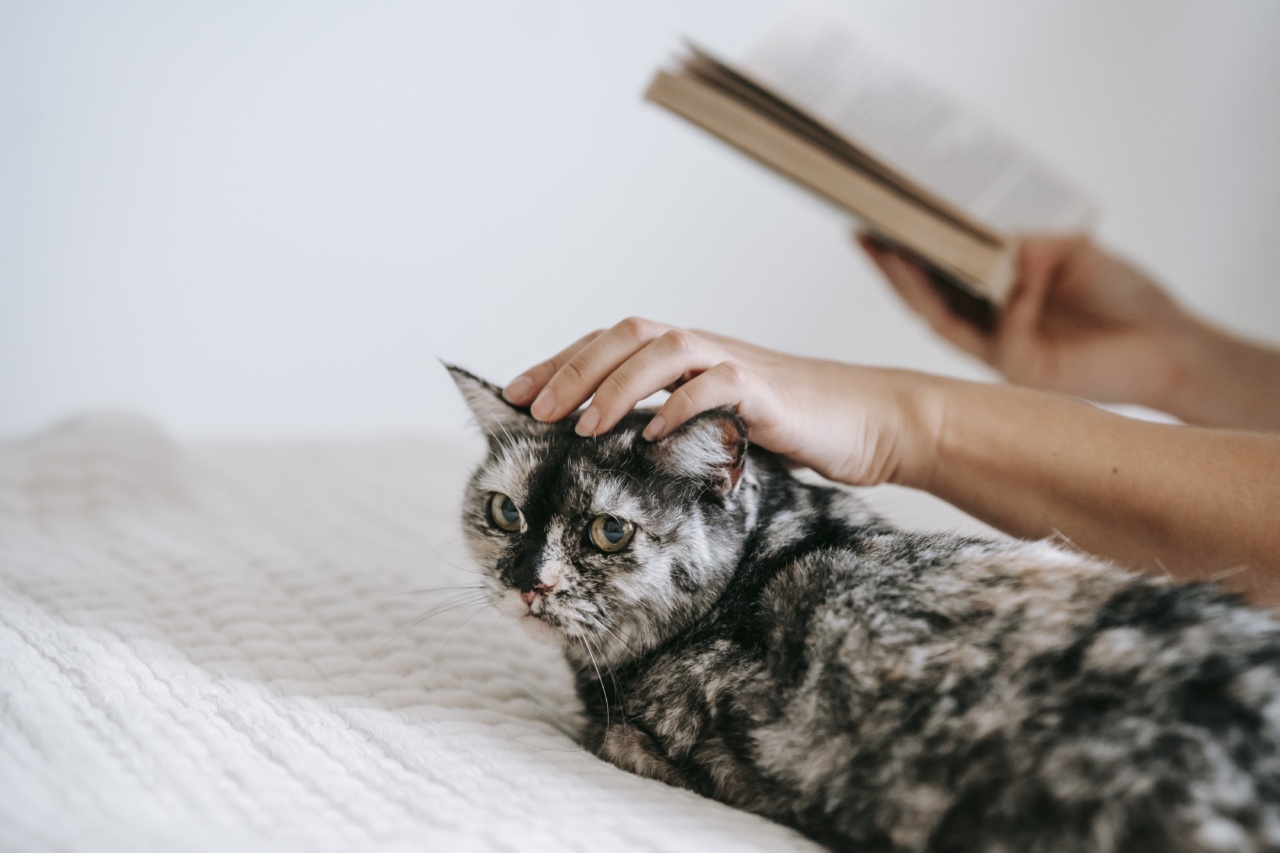 Do Cats Have a Seventh Mind? Examining Fact and Fiction About Feline Souls