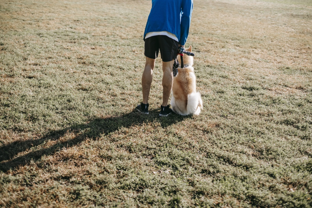 Training Tips: Teaching Your Dog to Sit for Collar and Leash