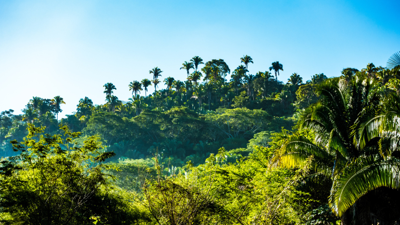 Why do palms sweat so much?