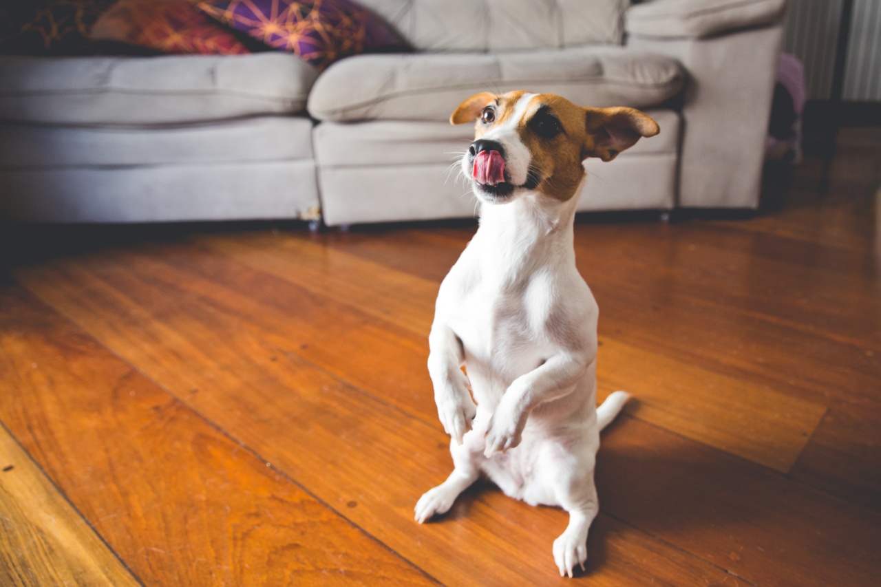 Jack Russell Terrier: A lively addition to your home