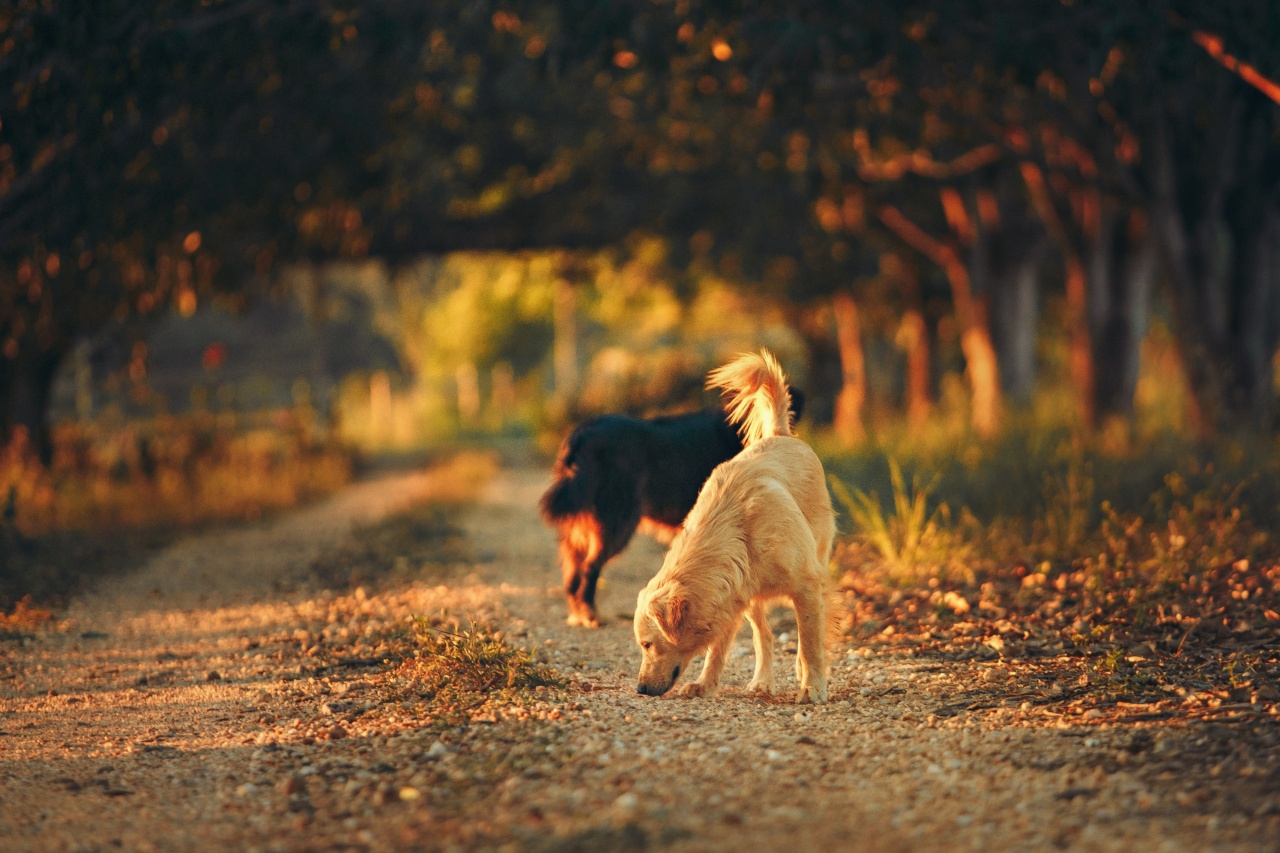 The Importance of Sunlight for Dogs