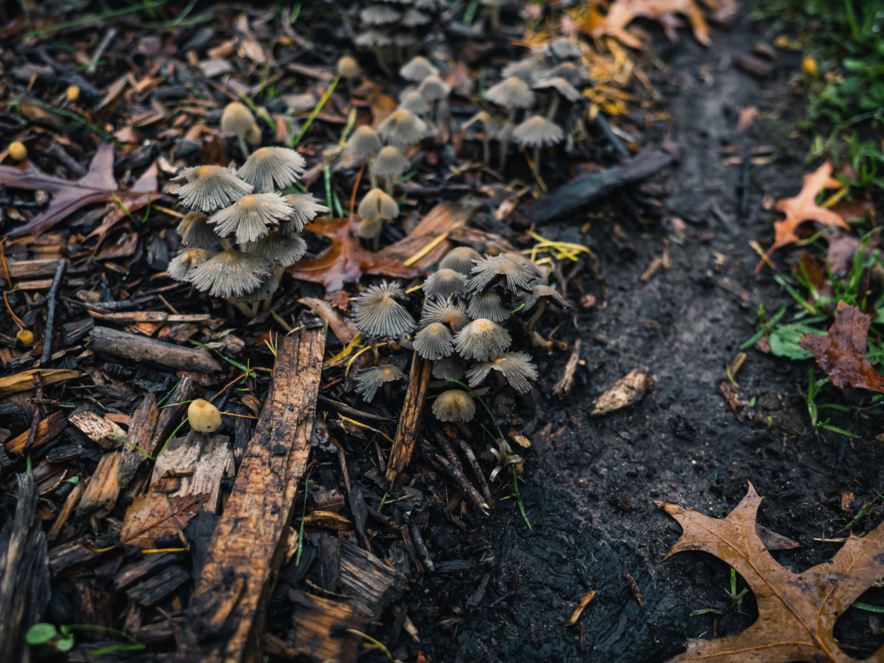 Mushrooms and Fighting Infections