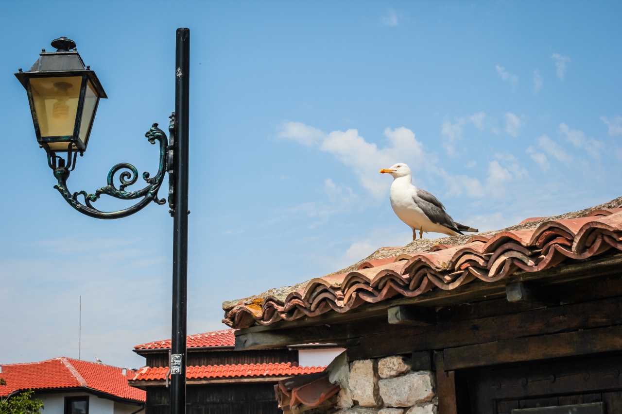 Seagull Syndrome on the Rooftop