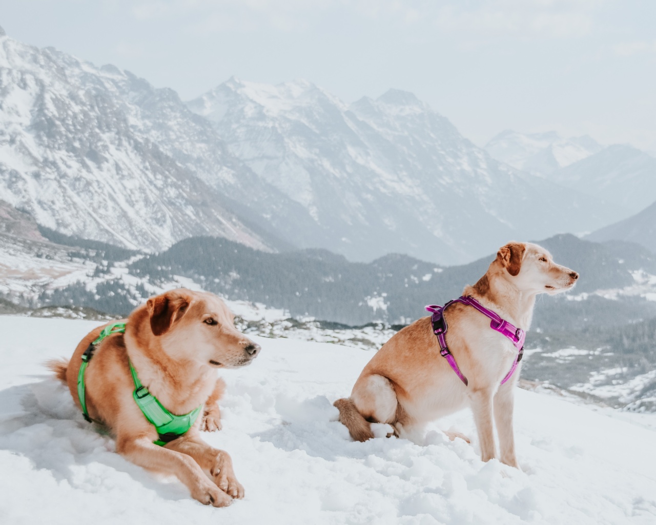 How do dogs see color?