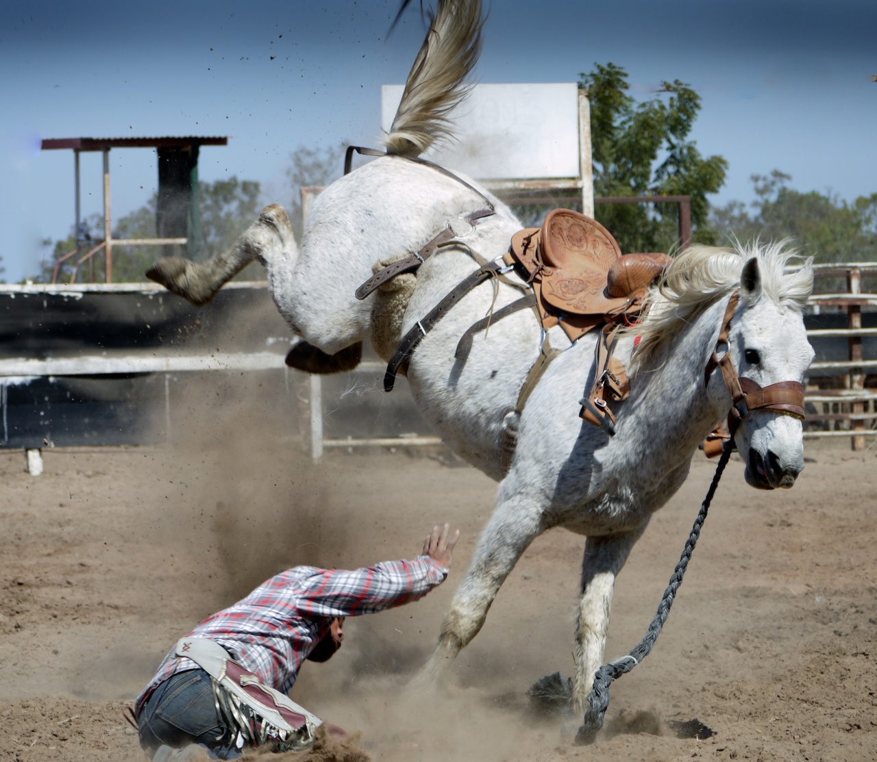 Dealing with injured wild animals: Your guide to helping out