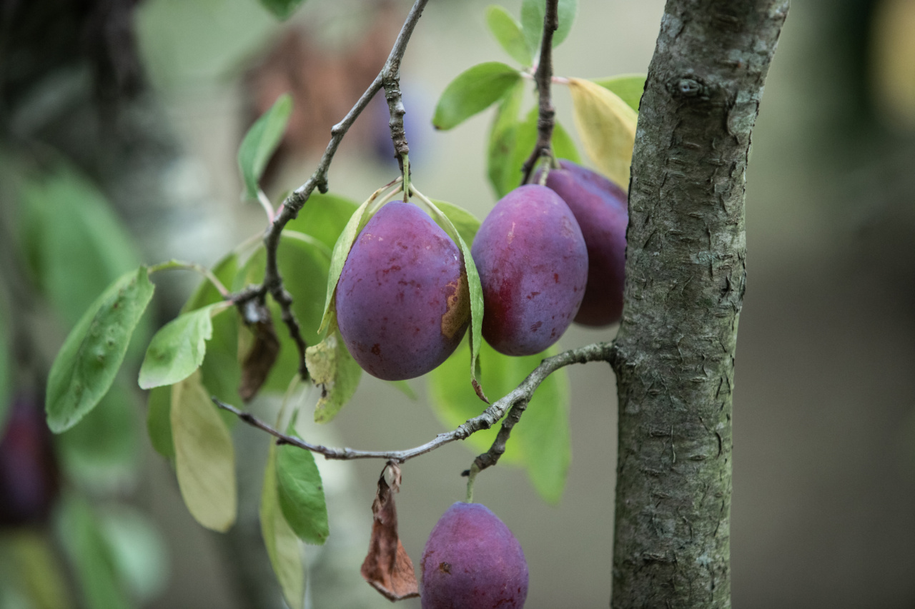 Due to Excess, Plums Are Considered ‘Overflow’