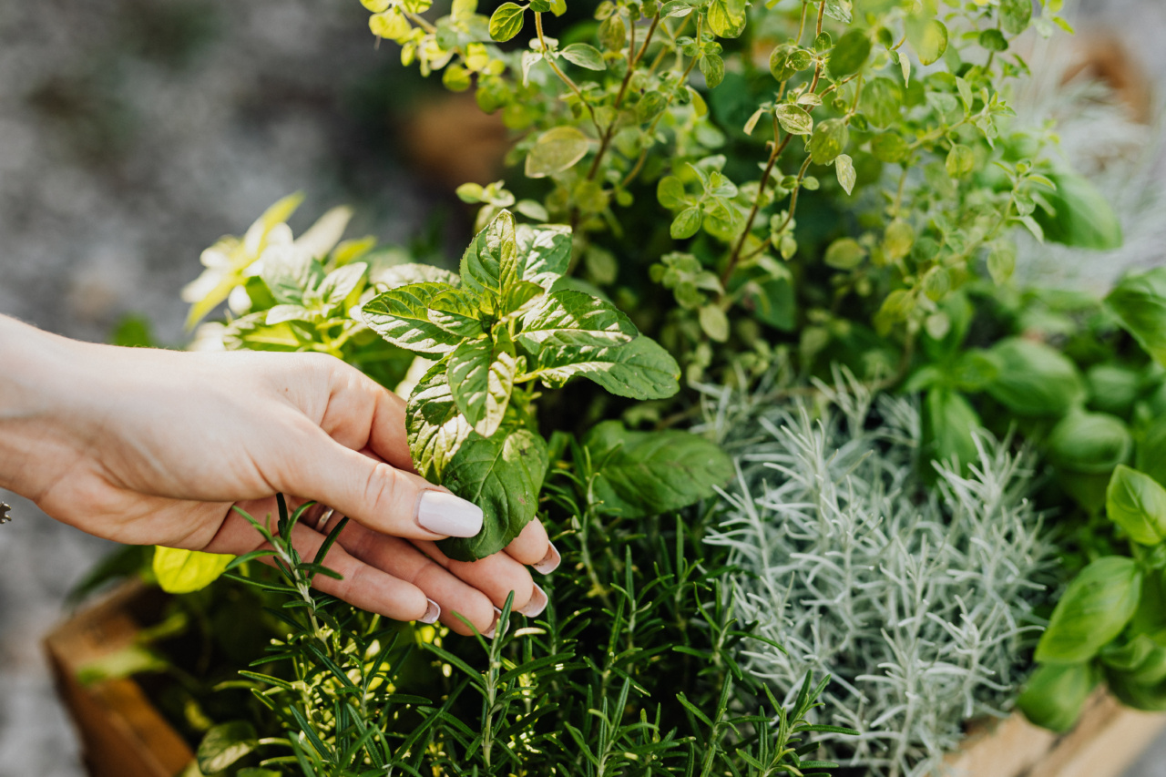 Combining rosemary and mint for optimal well-being