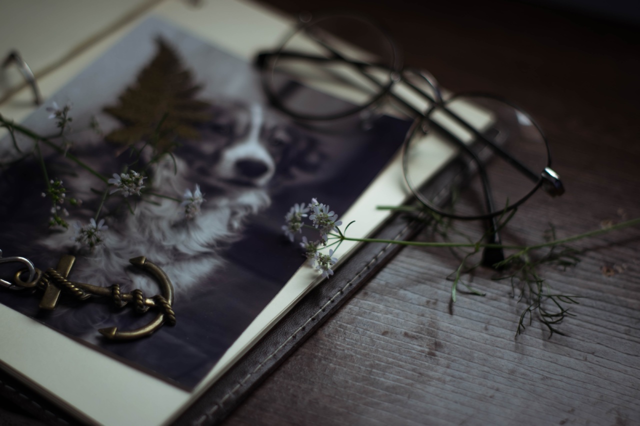 Do dogs understand the concept of love?