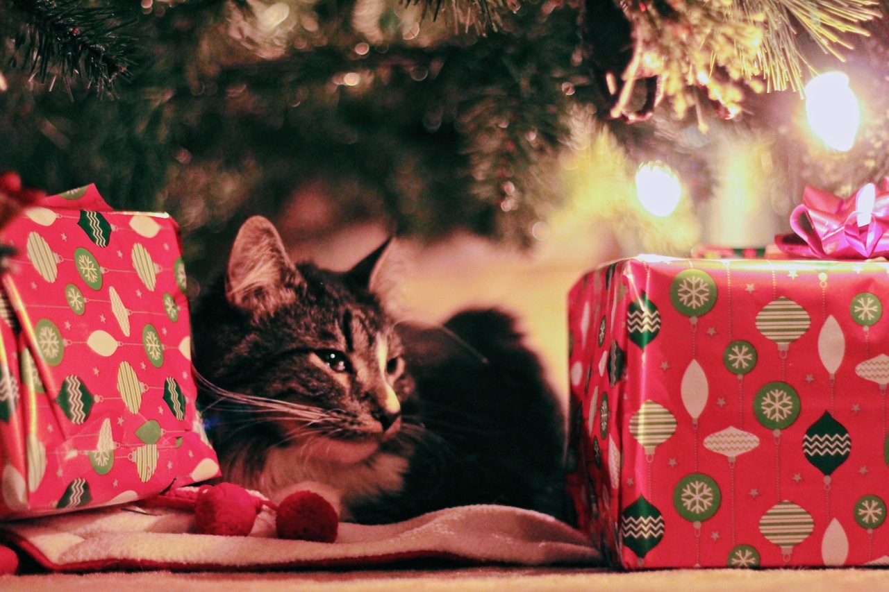 Christmas Tree Protection: Tips for Cat Owners