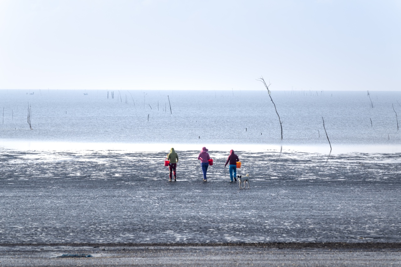 Is it permitted to bring your dog to the beach to do their business?