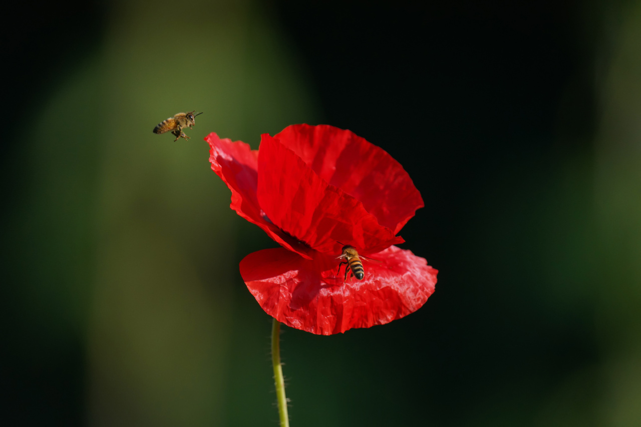 The Surprising Benefits of Poppy Oil for Fertility