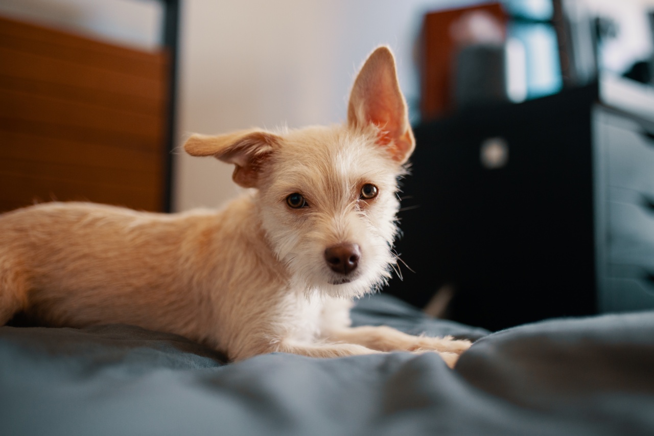 How to make your dog comfortable at a small animal hotel