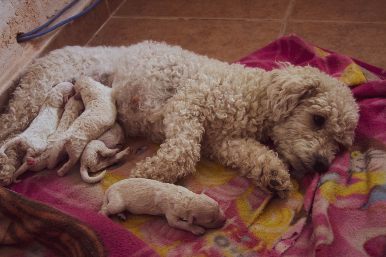 Common Mistakes in Raising and Feeding Puppies