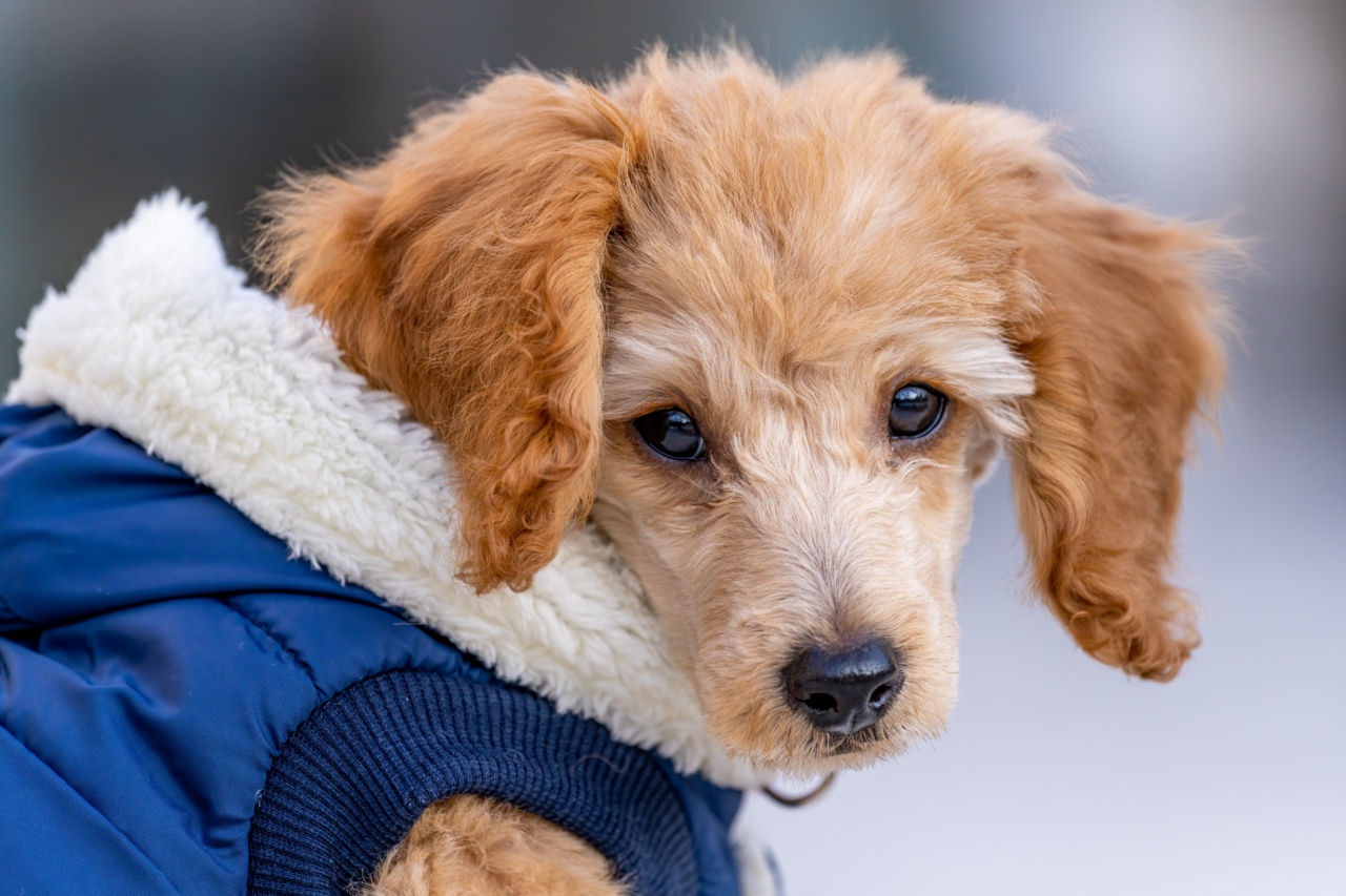 What causes a runny nose in cold weather?