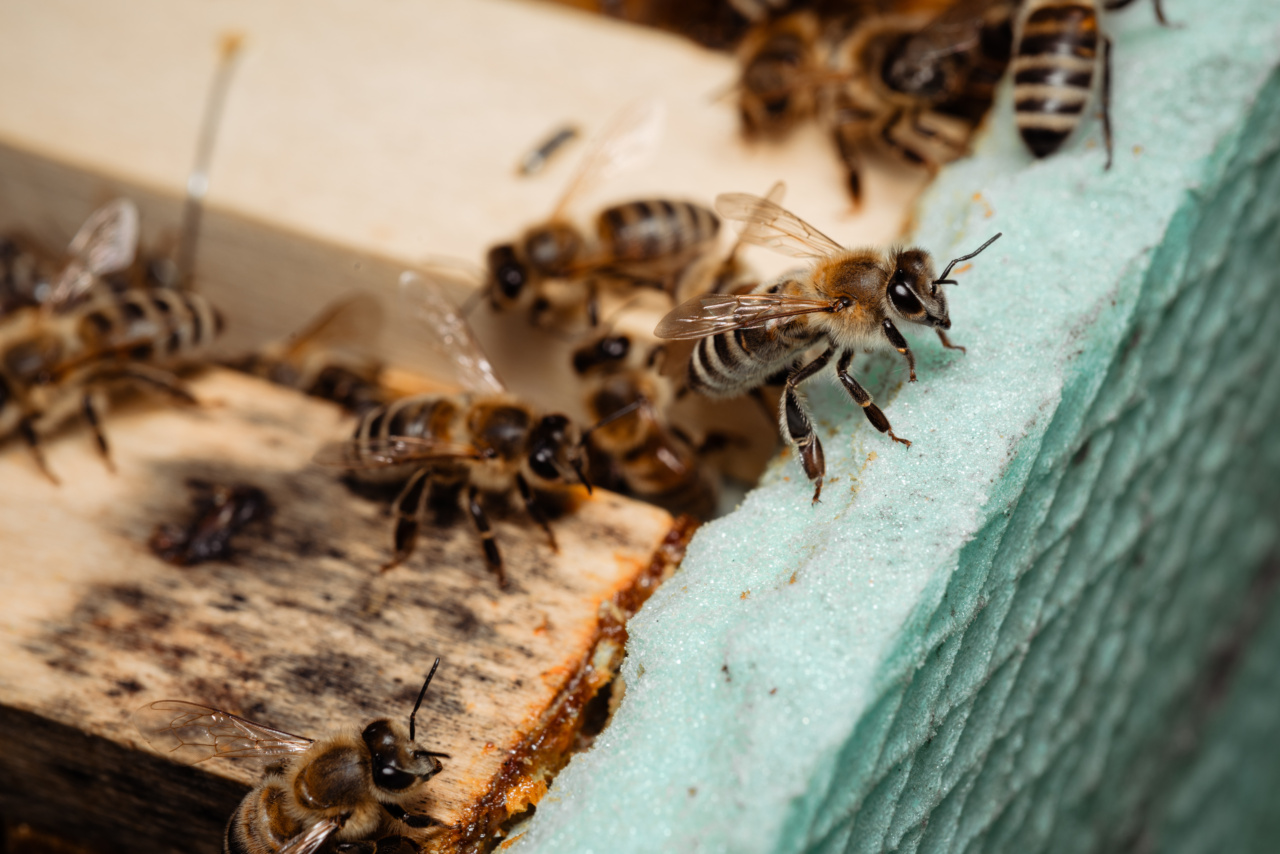 Properly Handling Stinging Insects