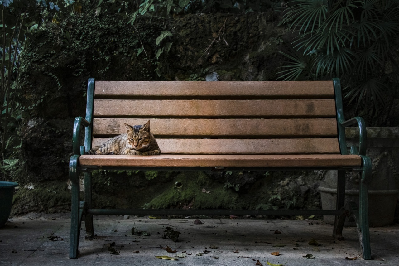 Kitten Nutrition: Essential Factors for Growth