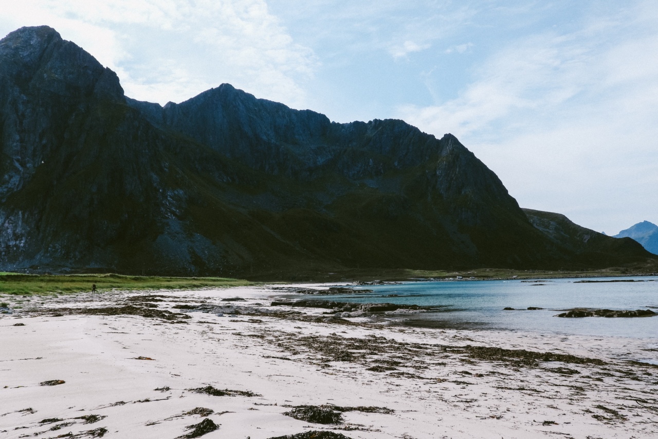 Seaweed with high antibiotic properties