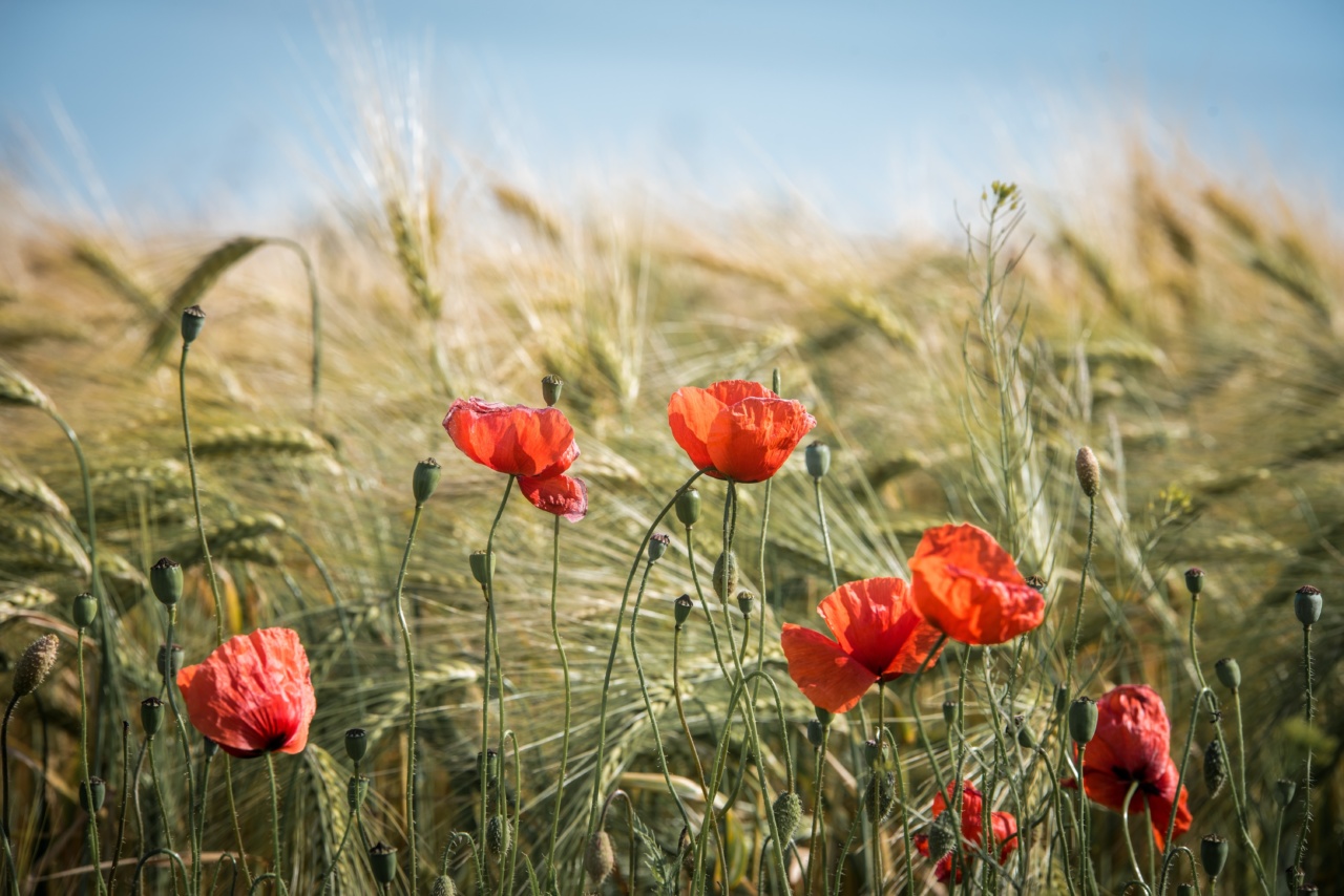 Why Barley is a Superfood