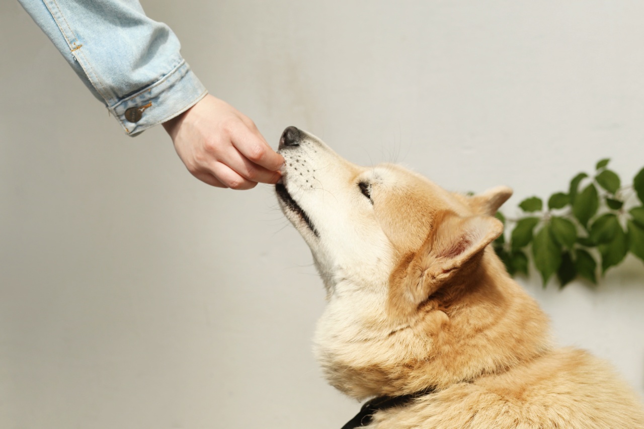 The Ultimate Guide to Feeding Your Dog