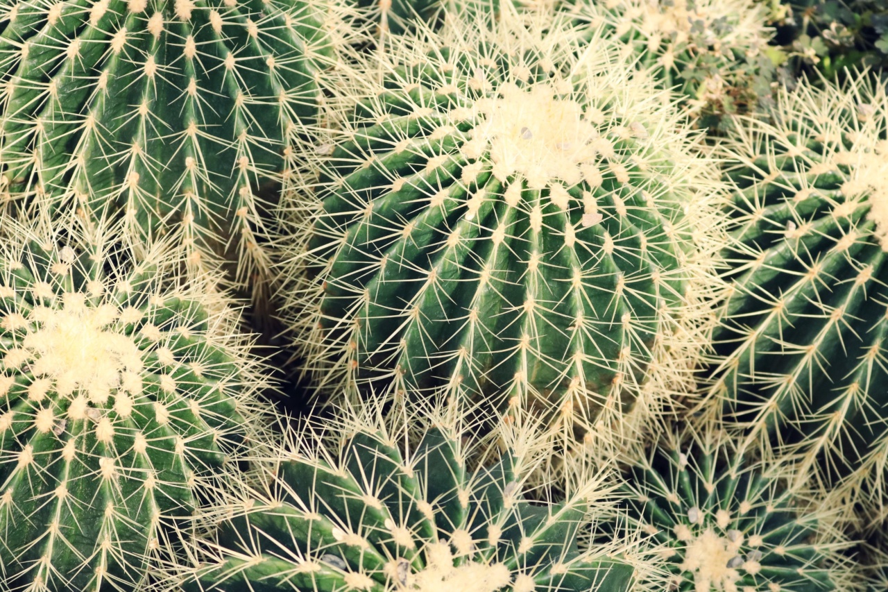 Getting out of the prickly situation
