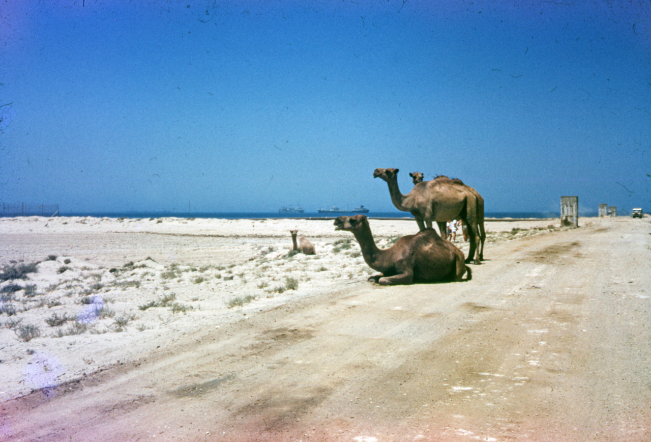 Saudi Arabia’s MERS Outbreak: Blame Placed on Camels