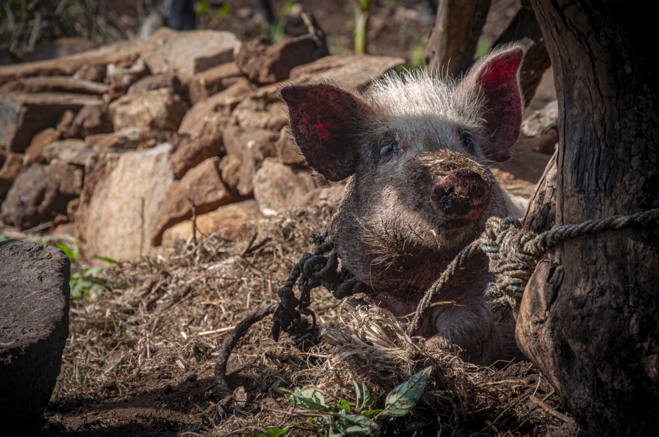 Scientists resurrect pig brains after four-hour death