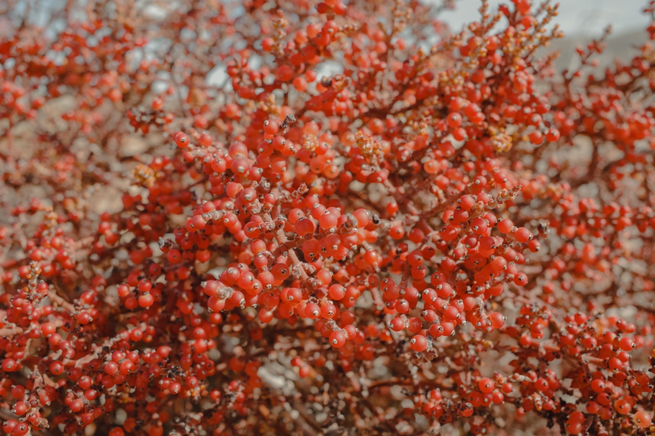 How Berries Can Increase Your Lifespan