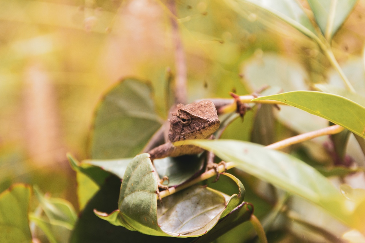 Understanding Samamides, Chameleons, and Other Lizards